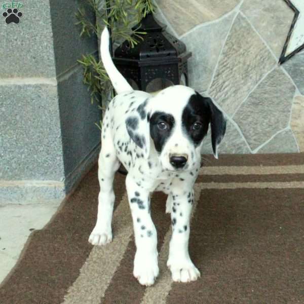 Sugar, Dalmatian Puppy