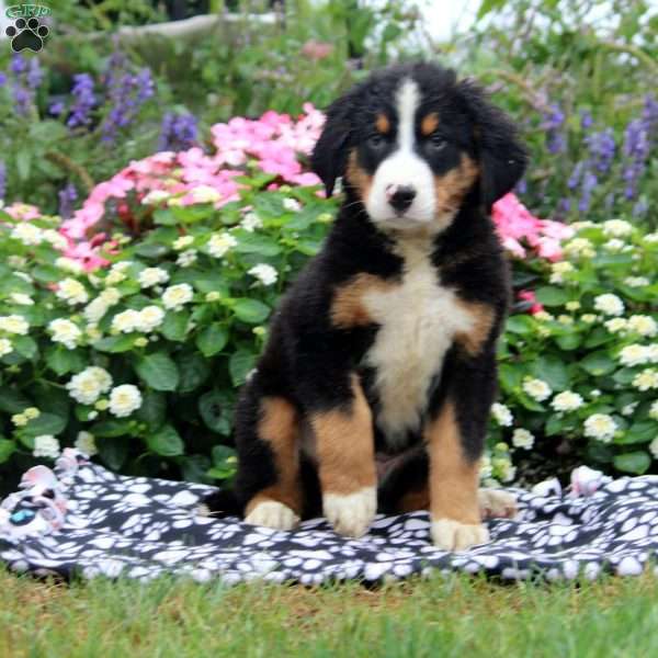 Sullivan, Bernese Mountain Dog Puppy