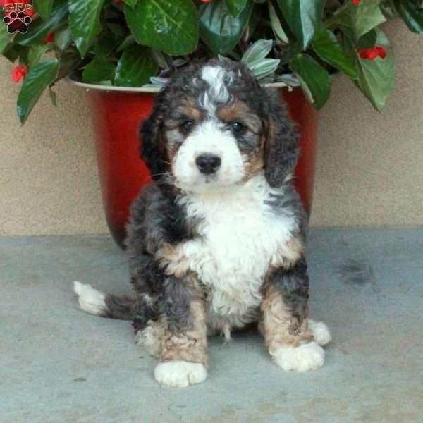 Sully, Mini Bernedoodle Puppy