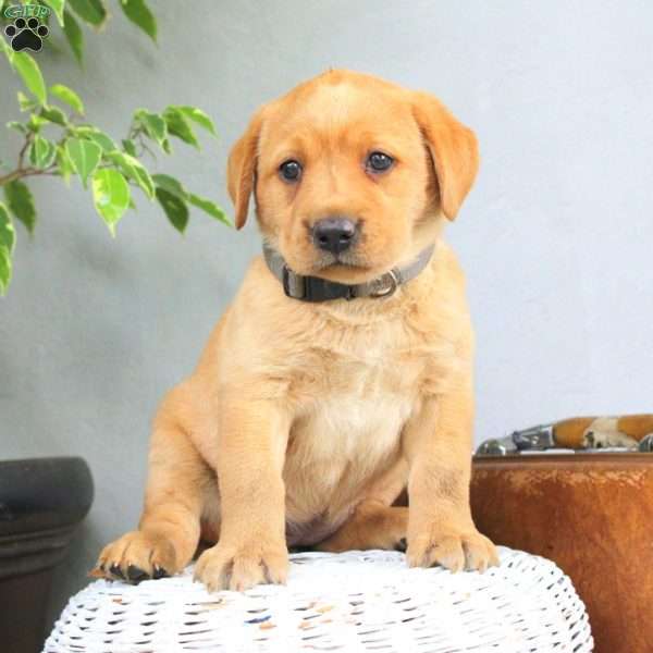 Summer, Fox Red Labrador Retriever Puppy