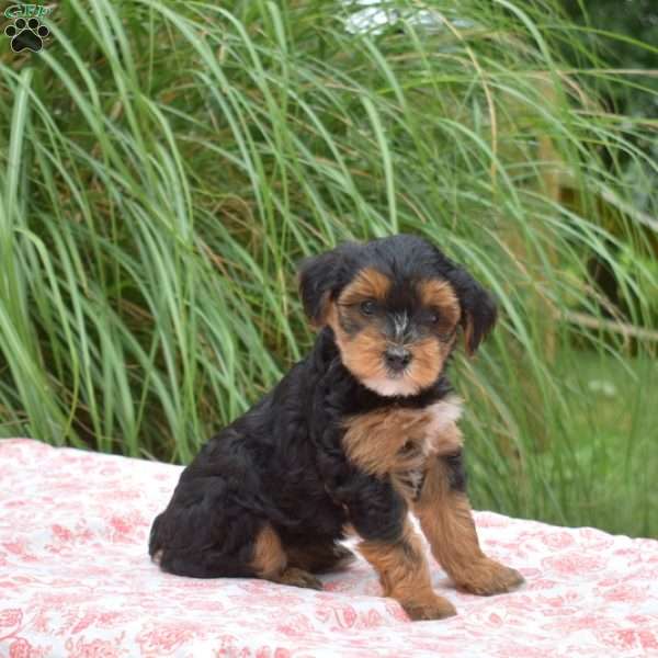 Summer, Yorkie Mix Puppy