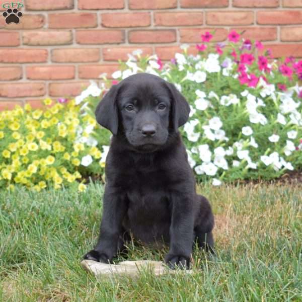 Summer, Black Labrador Retriever Puppy