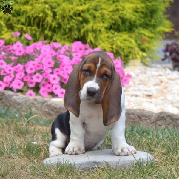 Summer, Basset Hound Puppy