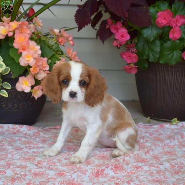 Summer, Cavalier King Charles Spaniel Puppy