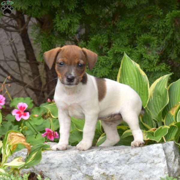 Summer, Jack Russell Terrier Puppy