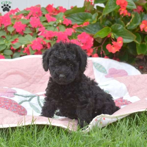 Summer, Mini Labradoodle Puppy