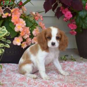 Summer, Cavalier King Charles Spaniel Puppy