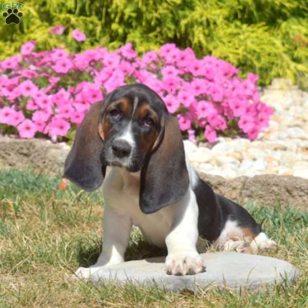 Sundae, Basset Hound Puppy