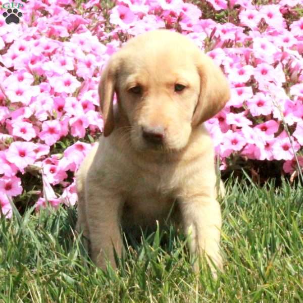 Sunshine, Golden Labrador Puppy