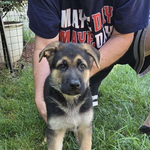 Superman, German Shepherd Puppy