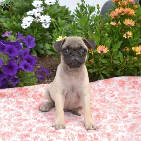 Surf, Pug Puppy