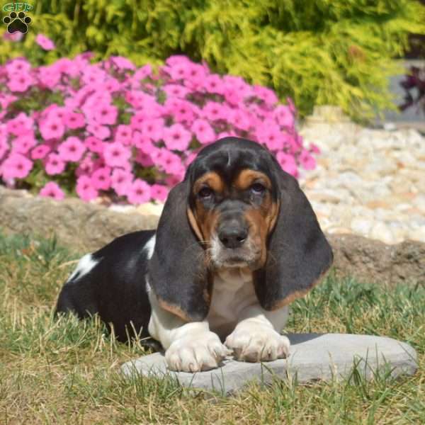 Surf, Basset Hound Puppy