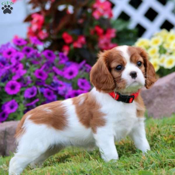 Suzy, Cavalier King Charles Spaniel Puppy