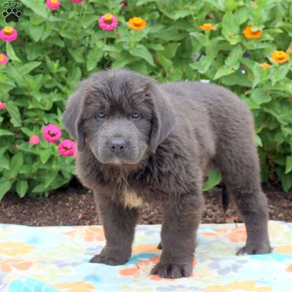 Sweetie, Newfoundland Puppy