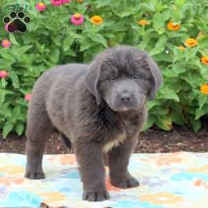 Sweetie, Newfoundland Puppy