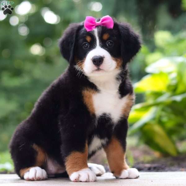 Sydney, Bernese Mountain Dog Puppy