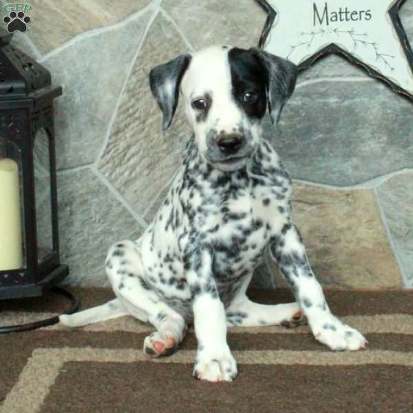 Symphony, Dalmatian Puppy