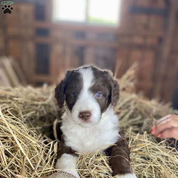 TINKER BELLE, Mini Aussiedoodle Puppy