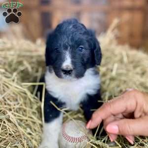 TOOTLES, Mini Aussiedoodle Puppy