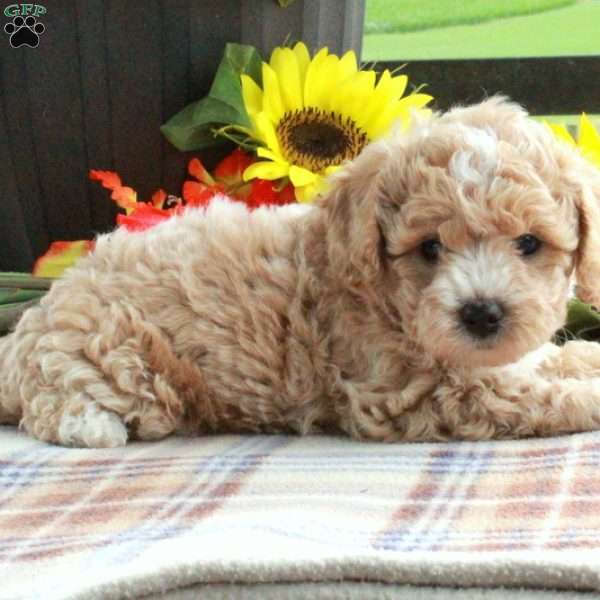 Tabby, Cavapoo Puppy