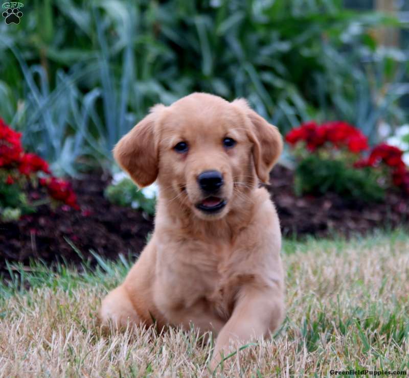 Tammy - Golden Retriever Puppy For Sale in Pennsylvania