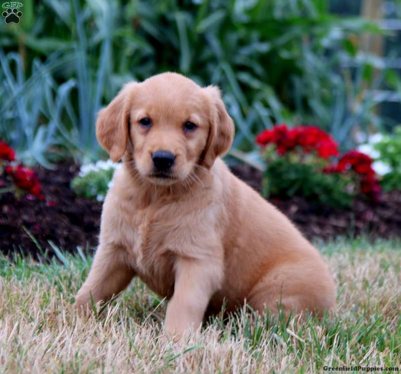 Tammy - Golden Retriever Puppy For Sale in Pennsylvania