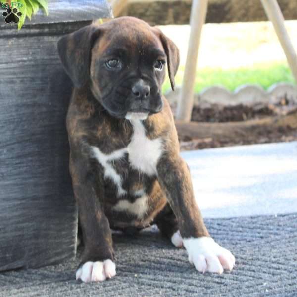 Tara, Boxer Puppy