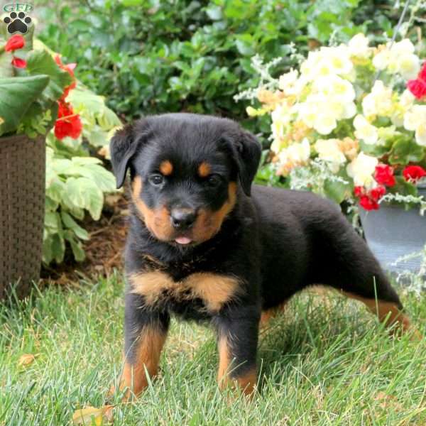 Tasha, Rottweiler Puppy