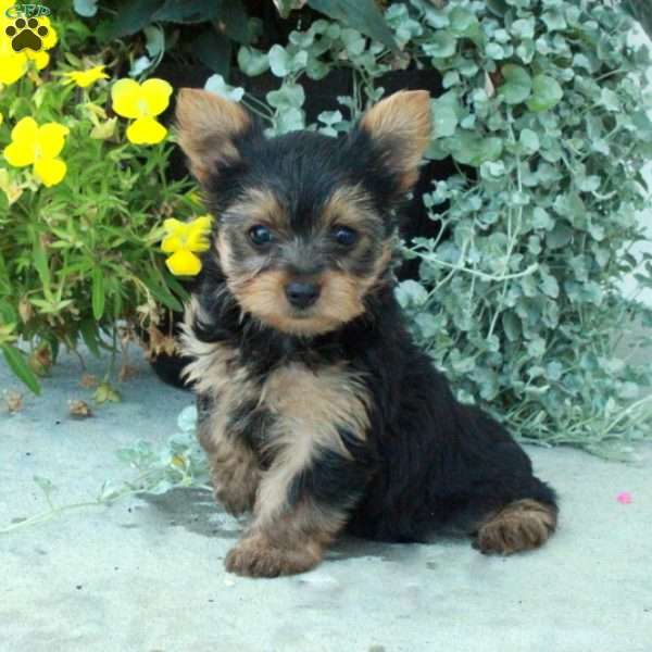 Tatiana, Yorkie Puppy