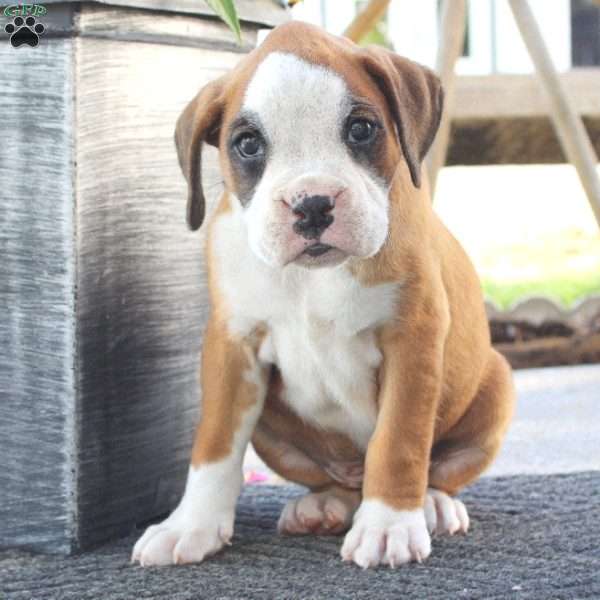 Taylor, Boxer Puppy