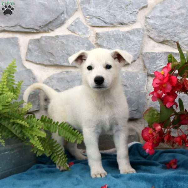 Teagan, German Shepherd Puppy