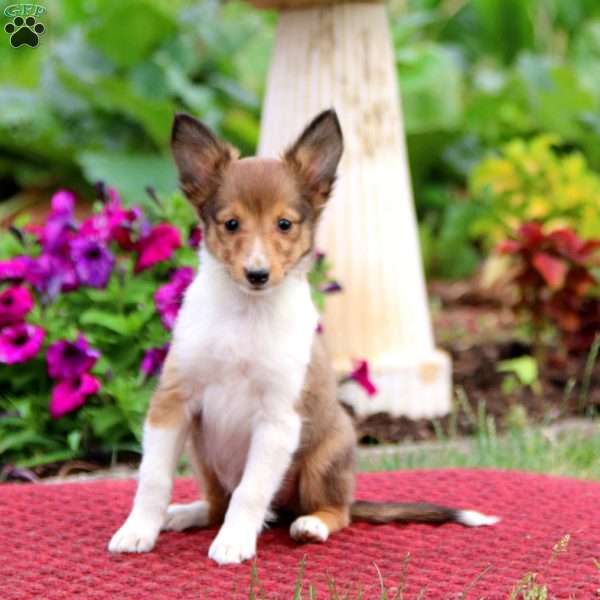 Teagan, Sheltie Puppy