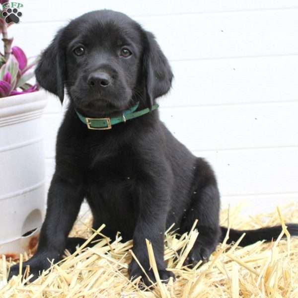 Teapot, Labrador Mix Puppy