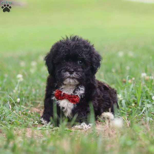 Teddy, Shih-Poo Puppy