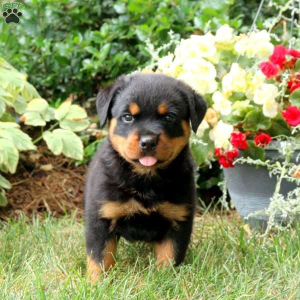 Teddy, Rottweiler Puppy