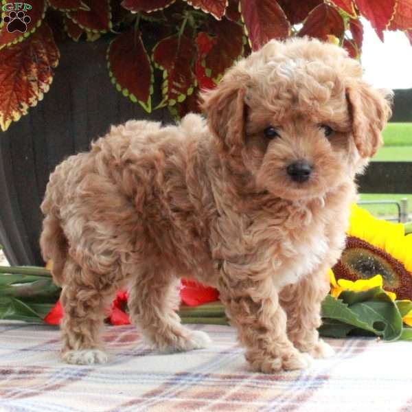 Teddy, Cavapoo Puppy