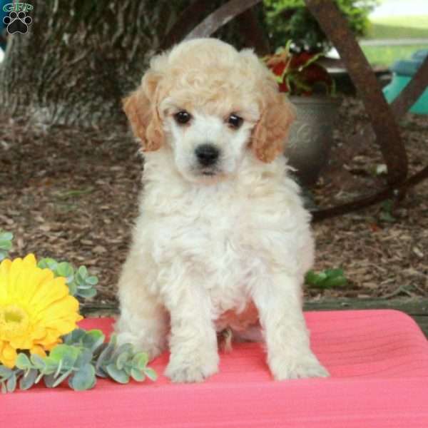 Teddy, Miniature Poodle Puppy