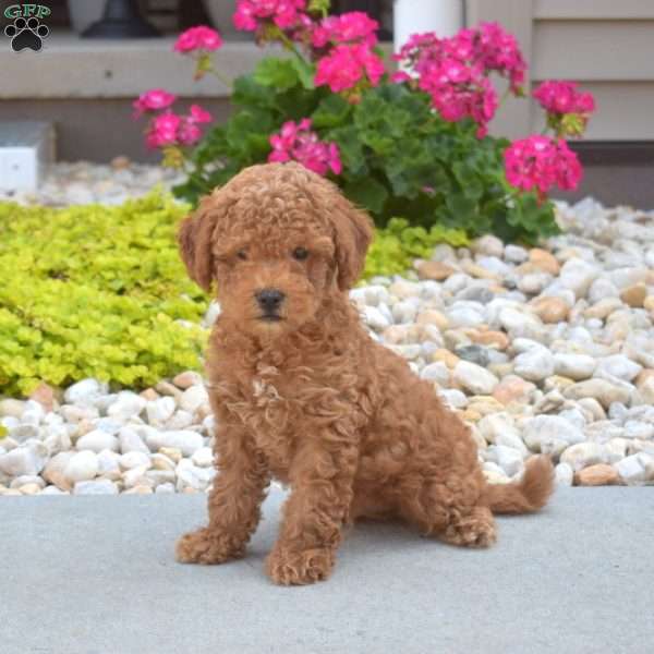 Teddy, Mini Goldendoodle Puppy