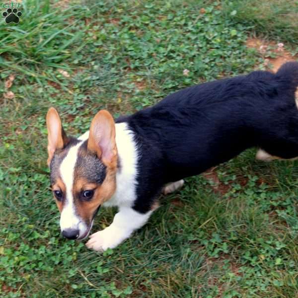 Teddy, Pembroke Welsh Corgi Puppy