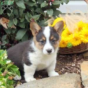 Teddy, Pembroke Welsh Corgi Puppy