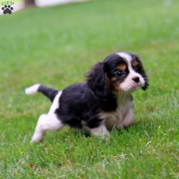 Teddy, Cavalier King Charles Spaniel Puppy