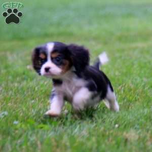 Teddy, Cavalier King Charles Spaniel Puppy