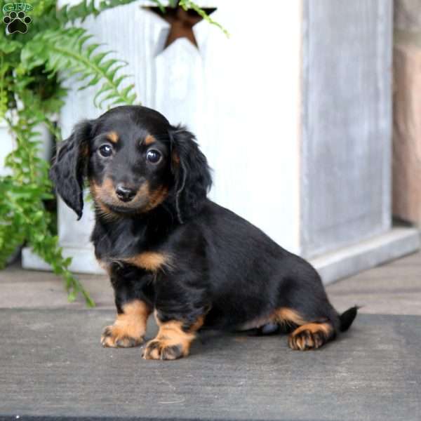 Teresa, Dachshund Puppy