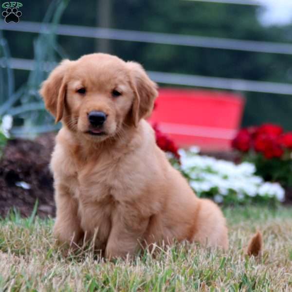 Teresa, Golden Retriever Puppy