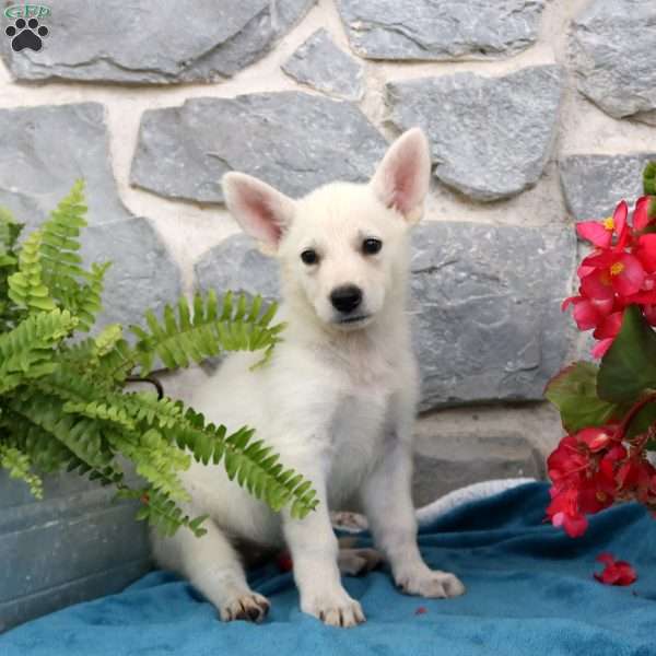 Tess, German Shepherd Puppy