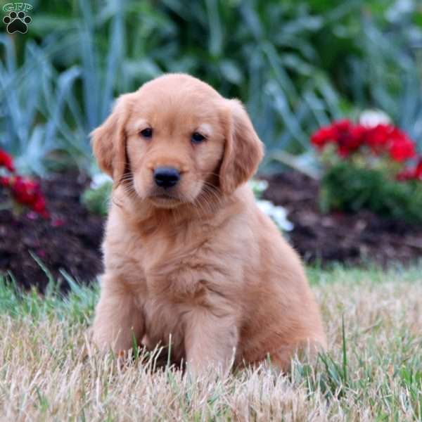 Tessa, Golden Retriever Puppy