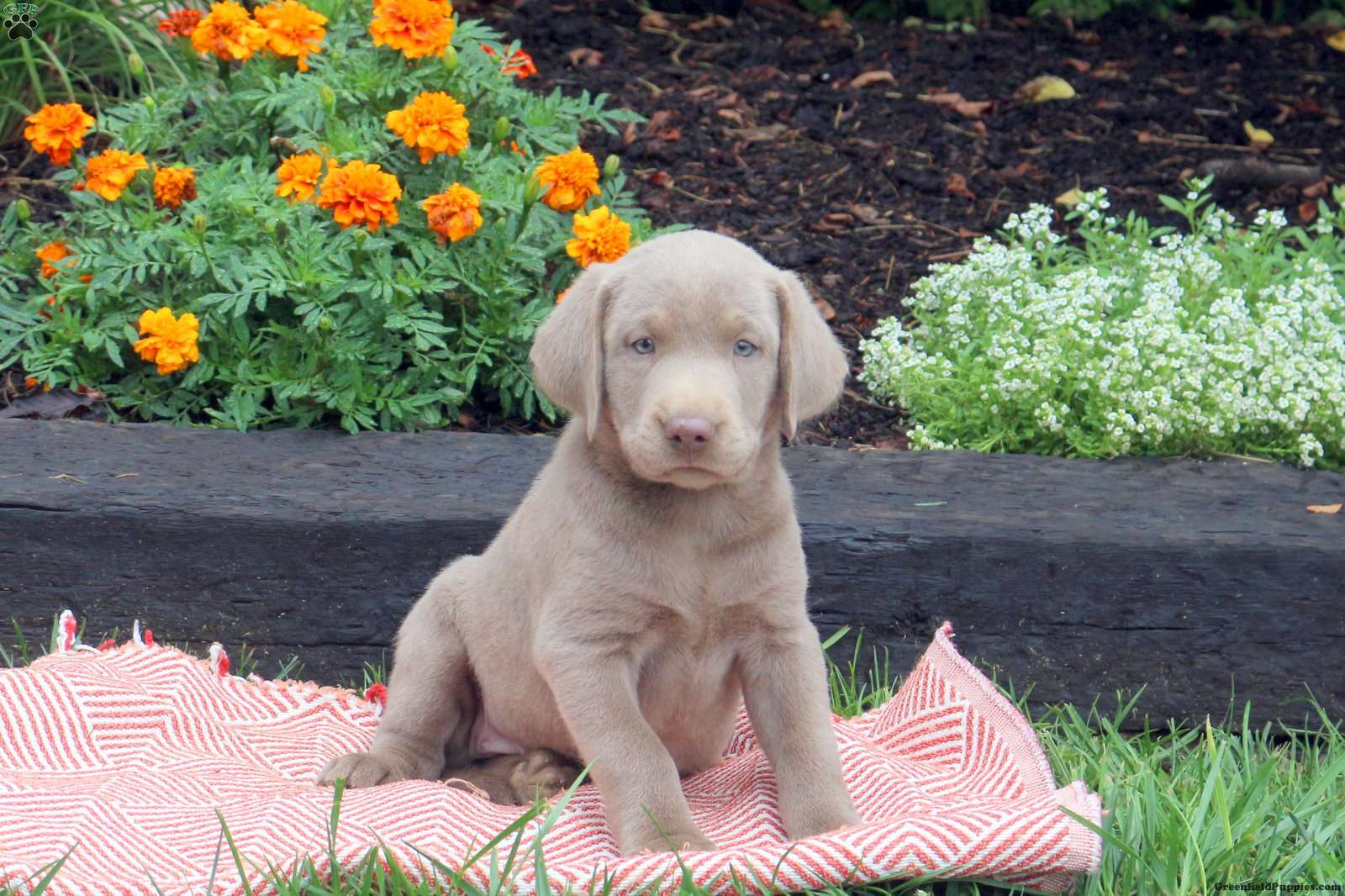 Thea - Silver Labrador Retriever Puppy For Sale in Pennsylvania