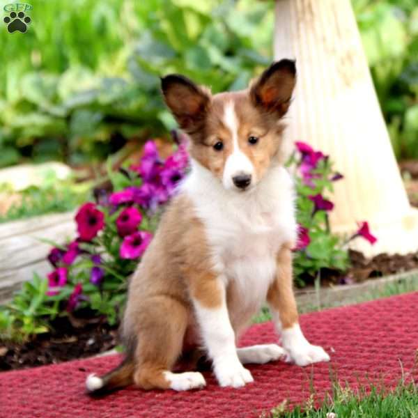 Thea, Sheltie Puppy