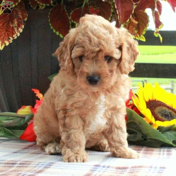 Theo, Cavapoo Puppy