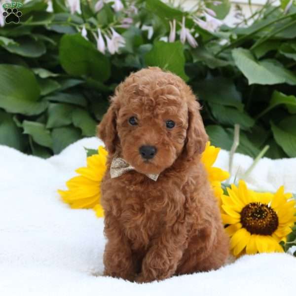 Theo, Toy Poodle Puppy